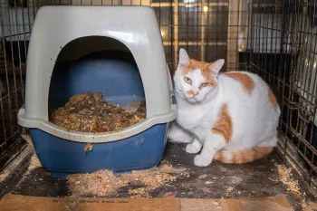 Cat in dirty cage before being rescued from an alleged cruelty situation in Crystal Springs, MS