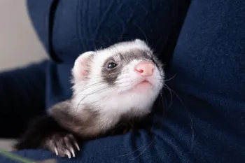 domestic pet ferret gets cozy in owners arms