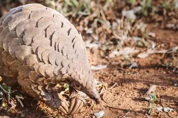 Photo of Cory, the pangolin.