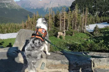Border Collie Gracie looking at a big horn sheep.