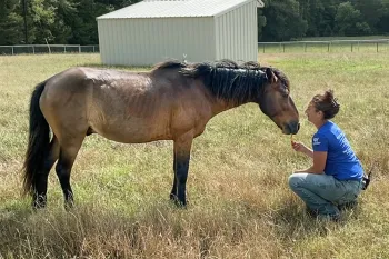 Chip in his new home at Black Beauty Ranch in Texas.