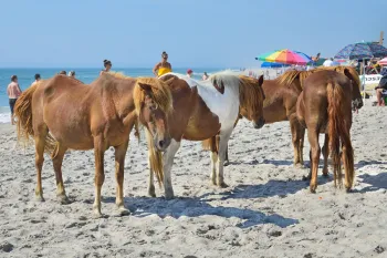 Assateague ponies waiting for food from beachgoers.