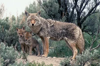 Coyote and her pups in Yellowstone National Park