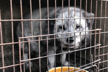 Raccoon dogs and foxes intensively farmed for fur in Asia
