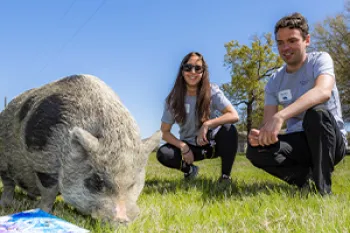A man and a woman squat in a meadow near a pig looking at the ground