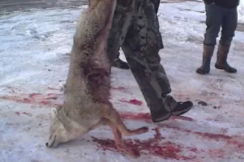 Dead coyote being dragged by a hunter during a wildlife killing contest