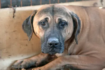 A sad dog looks out from a cage on a dog meat farm in South Korea.