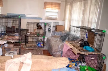 The living room of the house, filled with cages of cats.