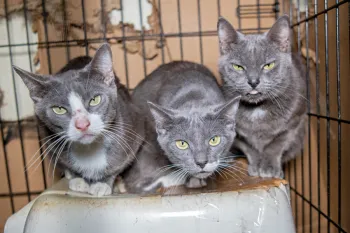 Three gray cat peer at the camera while crowded in a single cage.