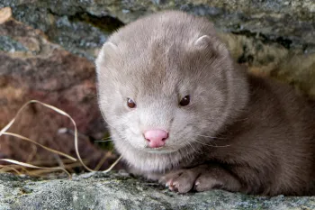 Photo of a mink rescued from a fur farm.