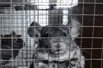 Two sad chinchillas in wired cage on fur farm