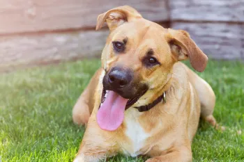 Happy dog laying in the sun in yard