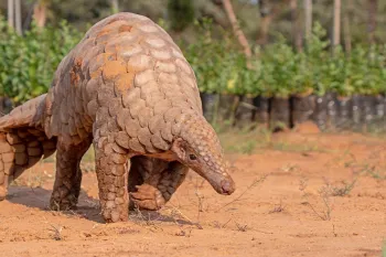 Indian Pangolin, one of the most traffic/smuggled wildlife species for its scales