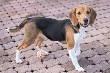 Beagle plays with staff at Adams County SPCA