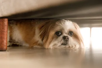 Small scared dog hiding under couch