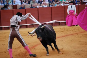 A matador thrusts swords into an exhausted bull in a bullfighting arena