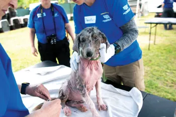 A hairless dog being examined by HSUS staff. 