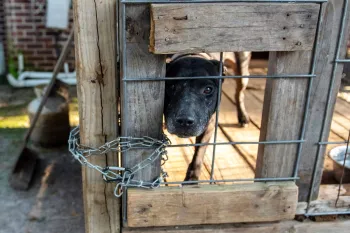 Dog before being rescued from an alleged dogfighting situation in NC.