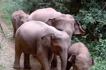 Images captured by camera traps as part of HSI Viet Nam's project to monitor the wild population and humanely mitigate human-elephant conflict