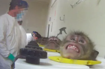 Scared monkey in head stock during HSUS undercover investigation into toxicology lab
