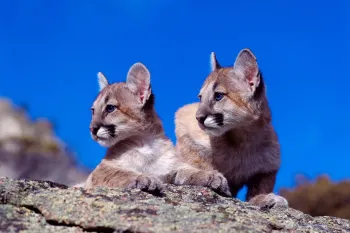 Two young cougars rest on a rocky outcrop against a vibrant blue sky. 