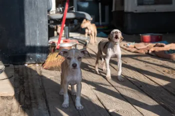 Three dogs outside a building. One is barking.