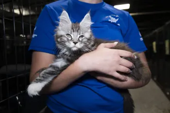 A Humane World for Animals employee holds a cat in their arms.