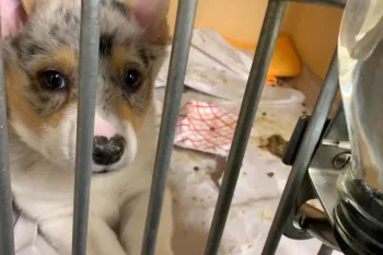 A Corgi puppy with soulful eyes peeks through the bars of a cage, its face smudged with dirt, laying on a crumpled blanket