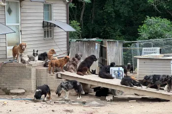 A group of dogs of various breeds and sizes are gathered in an outdoor enclosure, with some resting on a wooden ramp and others near a building