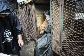 Sangkyung Lee, dog meat campaign manager for HSI/Korea, rescues a dog from the dog meat farm in Ansan City.