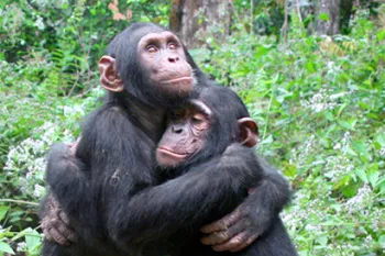 Two chimps hugging each other.