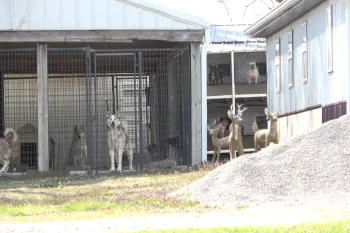 Several dogs are housed in outdoor kennels, while a few deer are visible near a pile of gravel and a building.