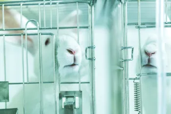A white rabbit stis in a cage in a laboratory setting where they are used for animal testing.