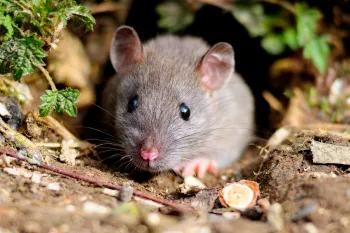 A small, grey mouse with large ears and dark eyes peeks out from its burrow, surrounded by dirt, leaves, and green foliage, and a nut in front of it