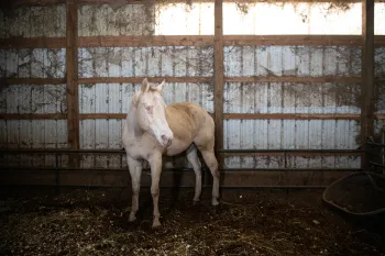 A blind horse stands in a barn in poor condition