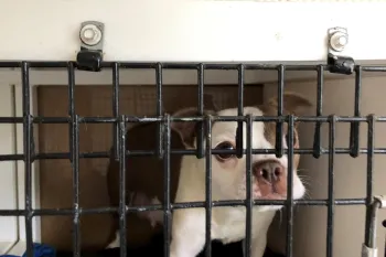 A puppy in a cage at a puppy mill.