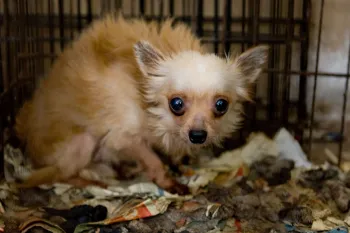 Small dog in cage before being rescued from a puppy mill situation