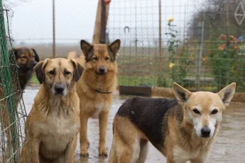Dogs in Romania