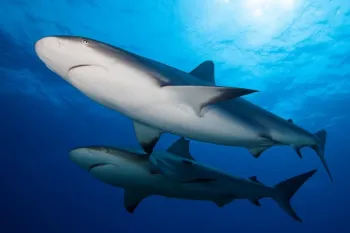 Sharks swimming in the ocean, highlighting marine life conservation efforts to protect them from finning.