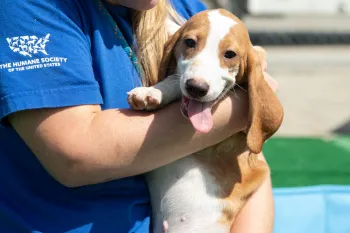 A person wearing a blue shirt with "The Humane Society of the United States" logo is holding a beagle.