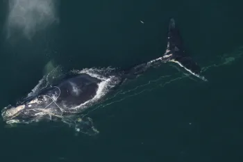 A whale at the surface of the ocean.