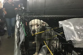 Dog being transported to safety