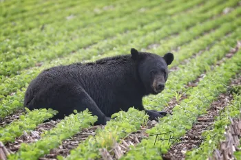 A bear lying in a field of green crops 