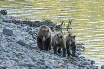 Three bears next to a river.