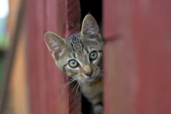 outdoor cat in barn