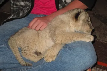 Captive lion cub
