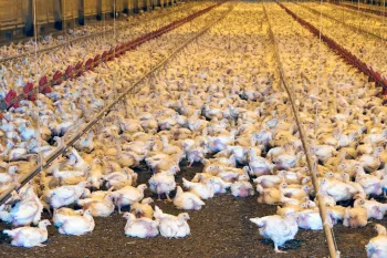 A large flock of chickens is densely packed inside a commercial poultry farm, with rows of red feeders visible in the background.
