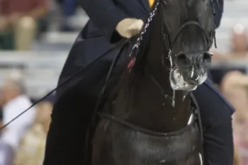 A black horse with a braided mane, wearing a bridle and bit with a rider dressed in a dark suit. The horse's mouth is open and foaming
