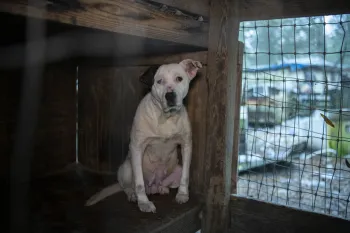 A white dog with a black patch over one eye sits in a dilapidated wooden enclosure. The dog appears to be in distress. 