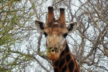 A giraffe in the trees.